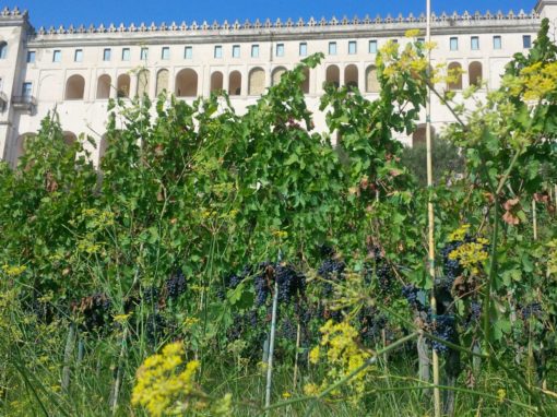 Festival delle Vigne Metropolitane