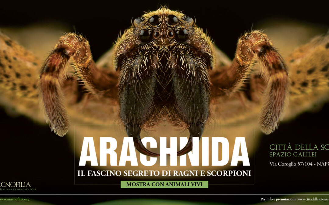Arachnida