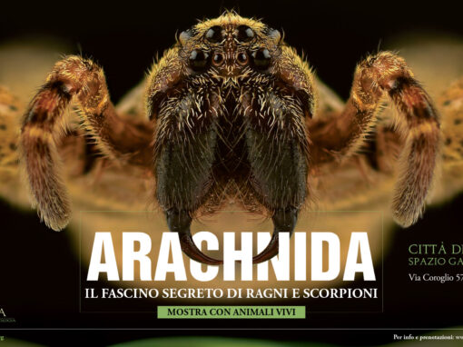 Arachnida